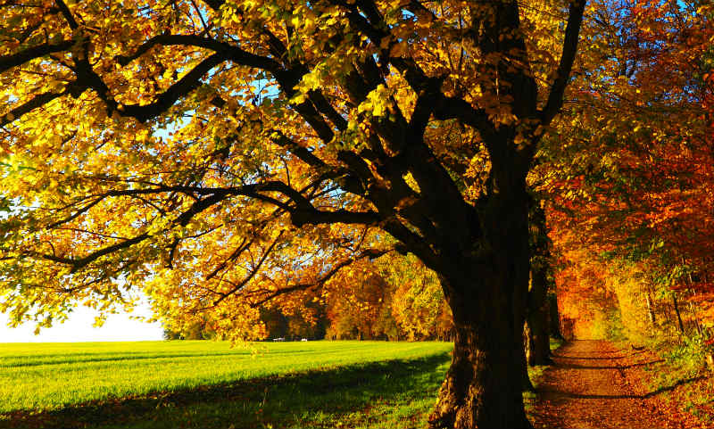 tree during fall season