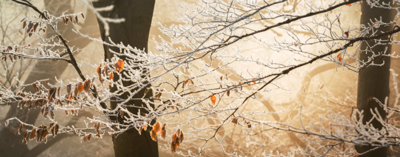 frost on tree branches